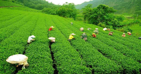 Jaflong (জাফলং)